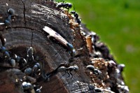 /album/apro-makro/megjott-a-legiero-jpg/